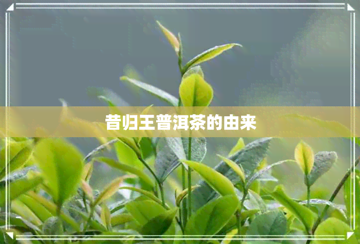 昔归王普洱茶的由来