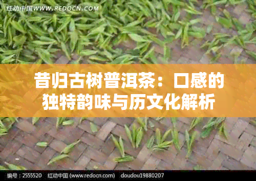 昔归古树普洱茶：口感的独特韵味与历文化解析