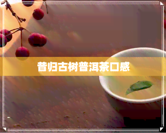 昔归古树普洱茶口感