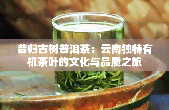 昔归古树普洱茶：云南独特有机茶叶的文化与品质之旅