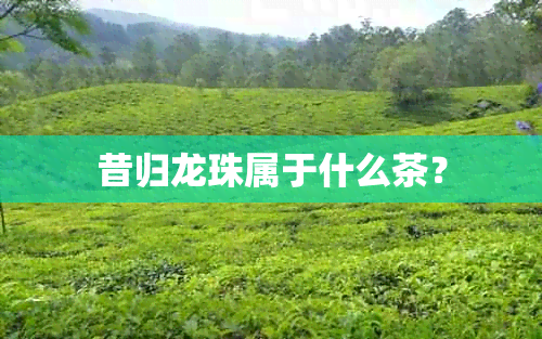 昔归龙珠属于什么茶？