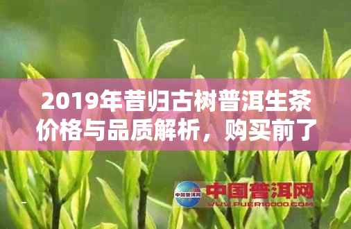 2019年昔归古树普洱生茶价格与品质解析，购买前了解这些很重要！