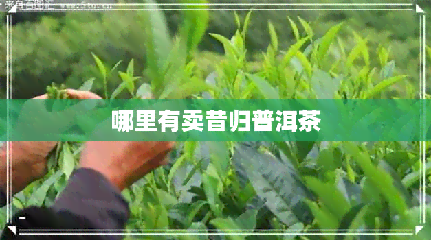 哪里有卖昔归普洱茶