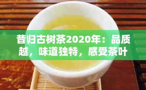 昔归古树茶2020年：品质越，味道独特，感受茶叶故事的新选择