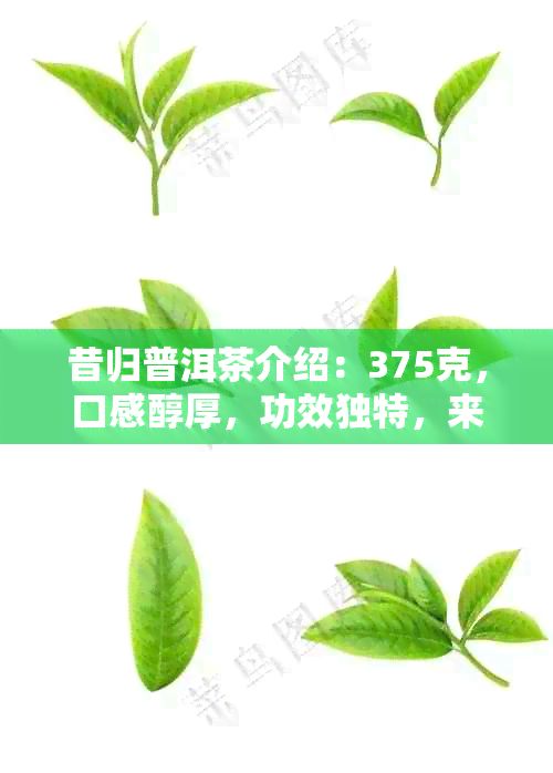 昔归普洱茶介绍：375克，口感醇厚，功效独特，来历悠久。