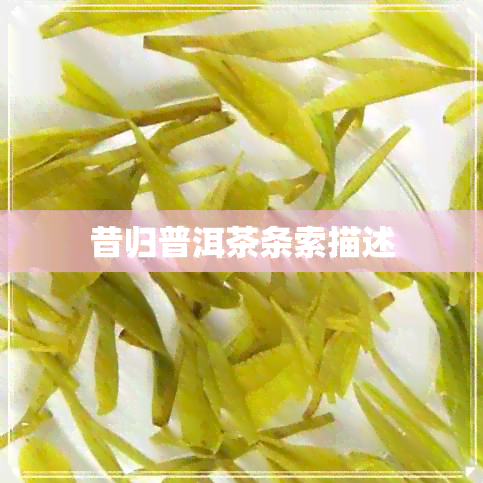 昔归普洱茶条索描述