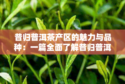 昔归普洱茶产区的魅力与品种：一篇全面了解昔归普洱茶的指南