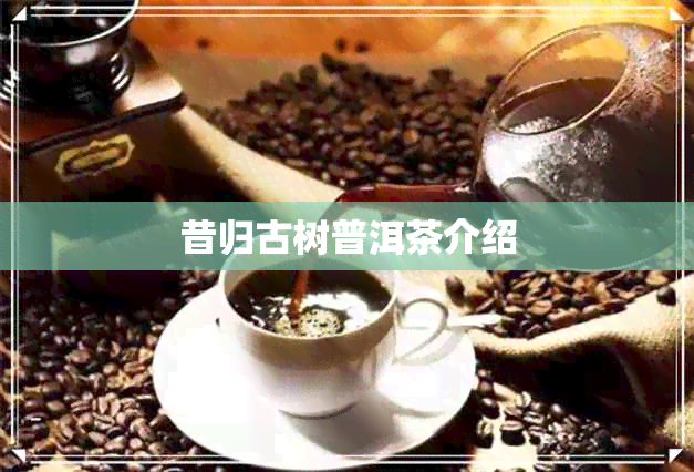 昔归古树普洱茶介绍