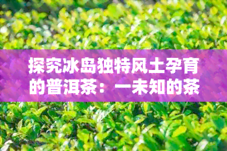 探究冰岛独特风土孕育的普洱茶：一未知的茶叶传奇