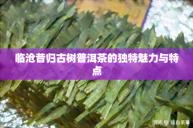 临沧昔归古树普洱茶的独特魅力与特点