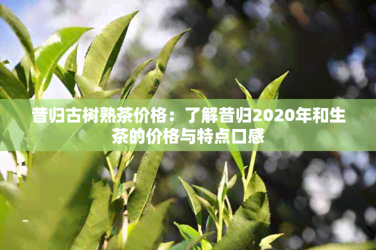 昔归古树熟茶价格：了解昔归2020年和生茶的价格与特点口感