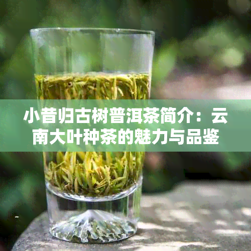 小昔归古树普洱茶简介：云南大叶种茶的魅力与品鉴