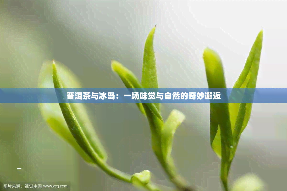 普洱茶与冰岛：一场味觉与自然的奇妙邂逅