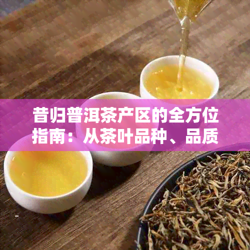 昔归普洱茶产区的全方位指南：从茶叶品种、品质到产地文化一应俱全