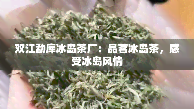 双江勐库冰岛茶厂：品茗冰岛茶，感受冰岛风情