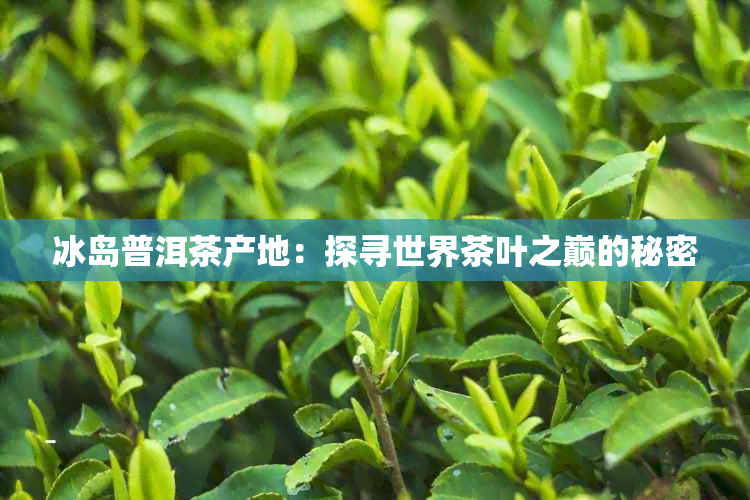 冰岛普洱茶产地：探寻世界茶叶之巅的秘密