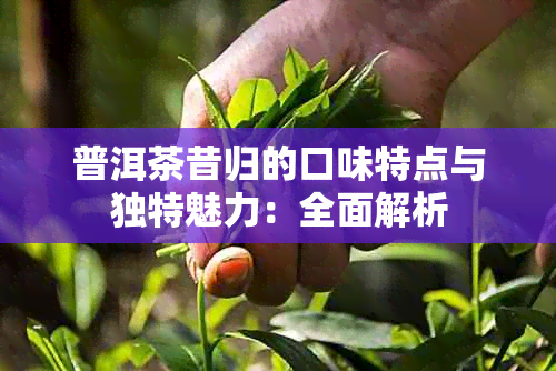 普洱茶昔归的口味特点与独特魅力：全面解析