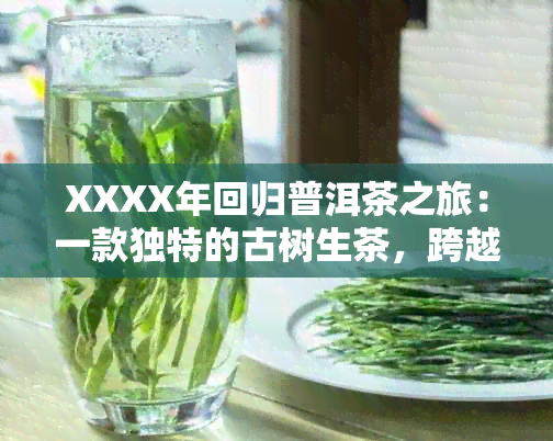 XXXX年回归普洱茶之旅：一款独特的古树生茶，跨越时光的味道