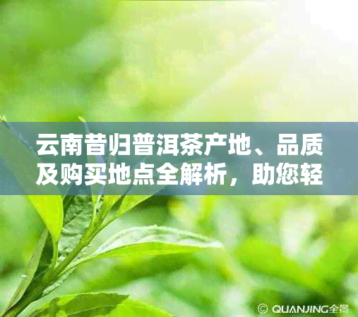 云南昔归普洱茶产地、品质及购买地点全解析，助您轻松选购！