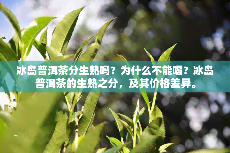 冰岛普洱茶分生熟吗？为什么不能喝？冰岛普洱茶的生熟之分，及其价格差异。