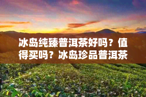 冰岛纯臻普洱茶好吗？值得买吗？冰岛珍品普洱茶价格。