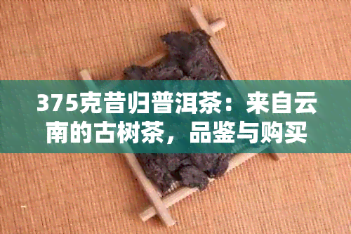 375克昔归普洱茶：来自云南的古树茶，品鉴与购买指南