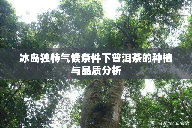 冰岛独特气候条件下普洱茶的种植与品质分析