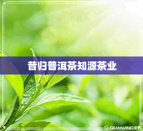 昔归普洱茶知源茶业