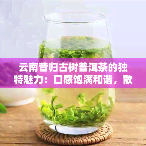 云南昔归古树普洱茶的独特魅力：口感饱满和谐，散发出浓的香味