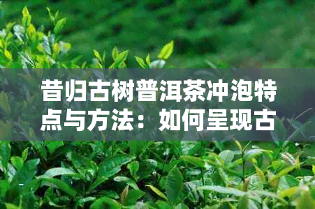 昔归古树普洱茶冲泡特点与方法：如何呈现古树茶的醇厚口感？