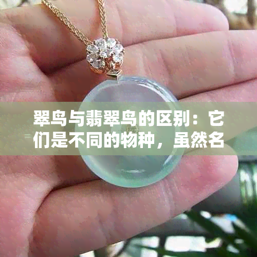 翠鸟与翡翠鸟的区别：它们是不同的物种，虽然名字相似。