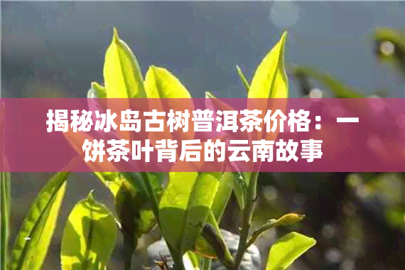 揭秘冰岛古树普洱茶价格：一饼茶叶背后的云南故事