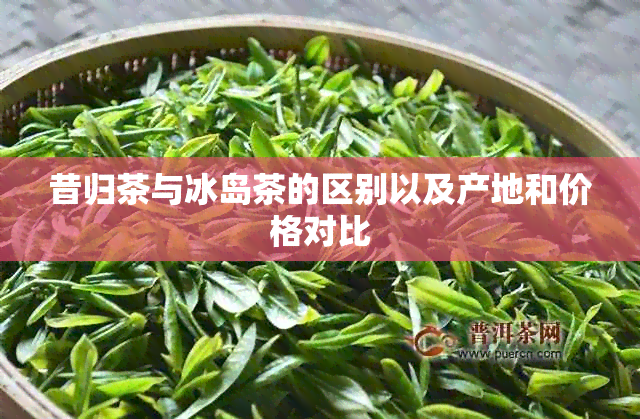 昔归茶与冰岛茶的区别以及产地和价格对比