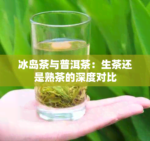 冰岛茶与普洱茶：生茶还是熟茶的深度对比