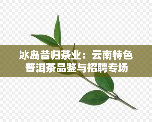 冰岛昔归茶业：云南特色普洱茶品鉴与招聘专场