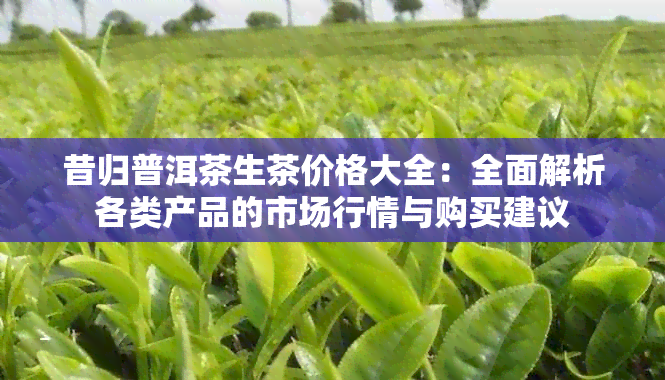 昔归普洱茶生茶价格大全：全面解析各类产品的市场行情与购买建议