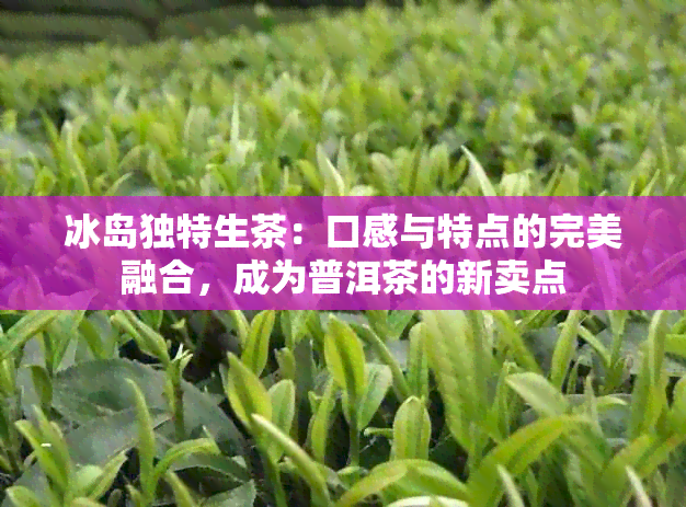 冰岛独特生茶：口感与特点的完美融合，成为普洱茶的新卖点