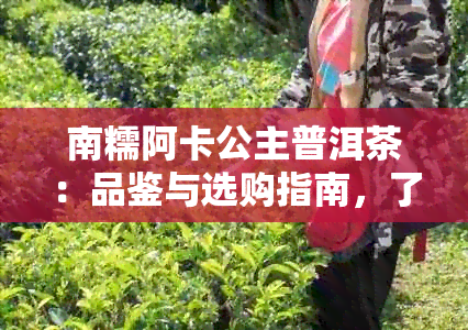 南糯阿卡公主普洱茶：品鉴与选购指南，了解产地、品种和功效等全方位信息