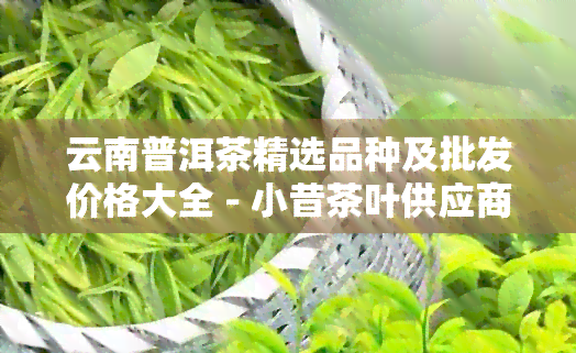 云南普洱茶精选品种及批发价格大全 - 小昔茶叶供应商