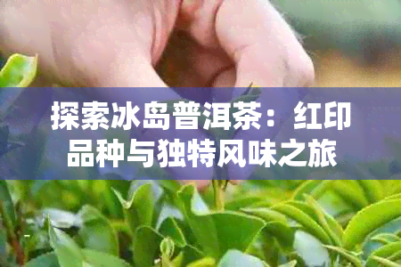 探索冰岛普洱茶：红印品种与独特风味之旅