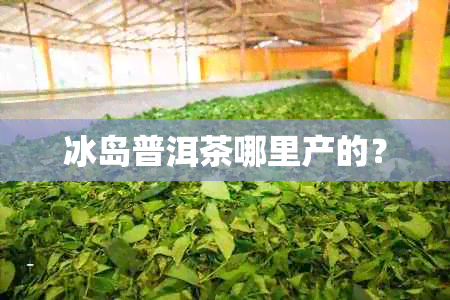 冰岛普洱茶哪里产的？