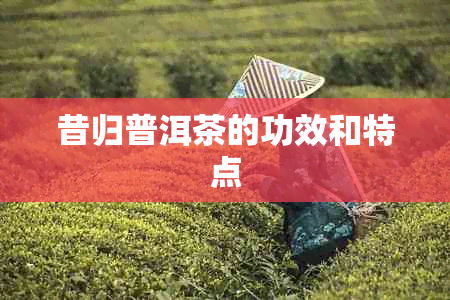 昔归普洱茶的功效和特点