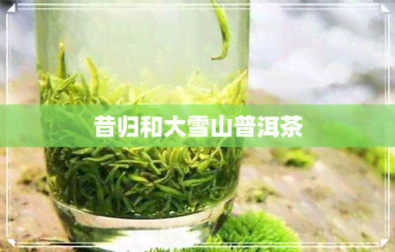 昔归和大雪山普洱茶