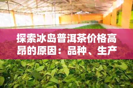 探索冰岛普洱茶价格高昂的原因：品种、生产方式与市场供求关系的综合分析