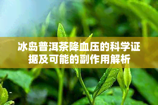 冰岛普洱茶降血压的科学证据及可能的副作用解析