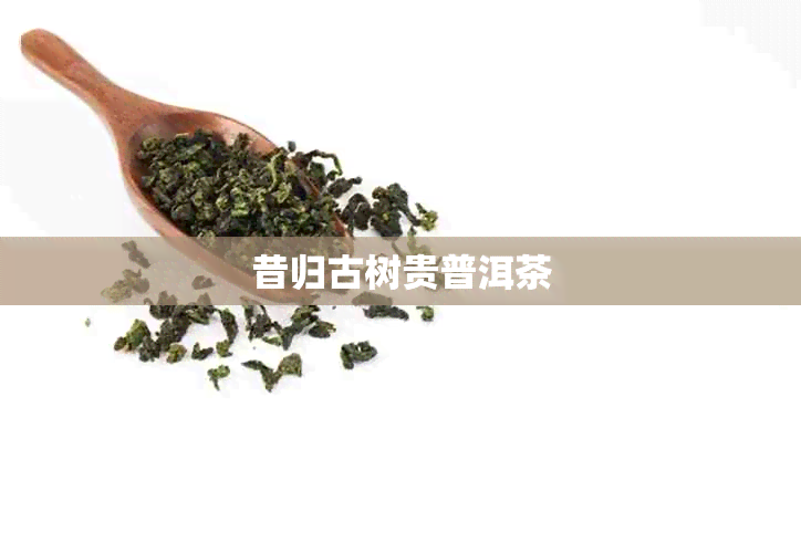 昔归古树贵普洱茶