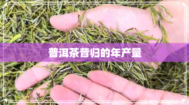 普洱茶昔归的年产量