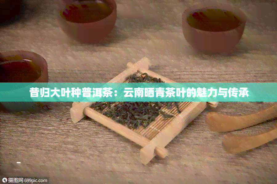 昔归大叶种普洱茶：云南晒青茶叶的魅力与传承