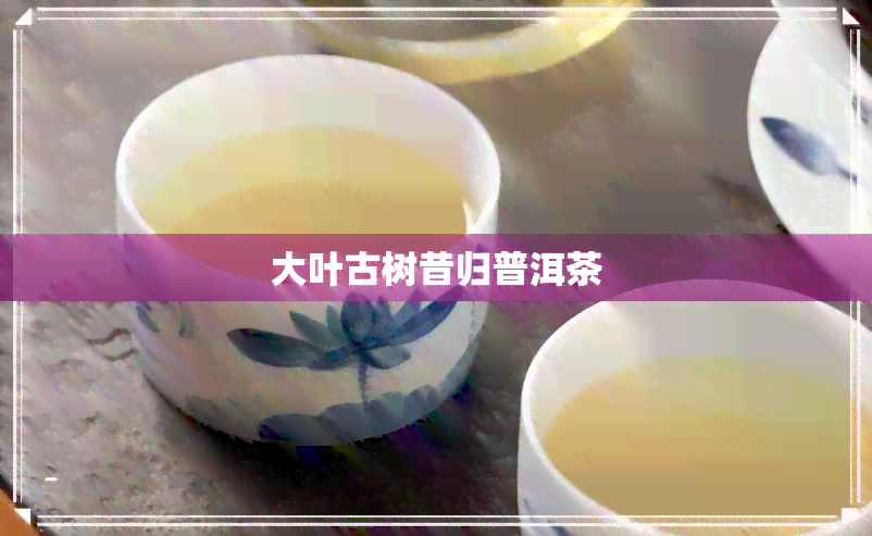 大叶古树昔归普洱茶