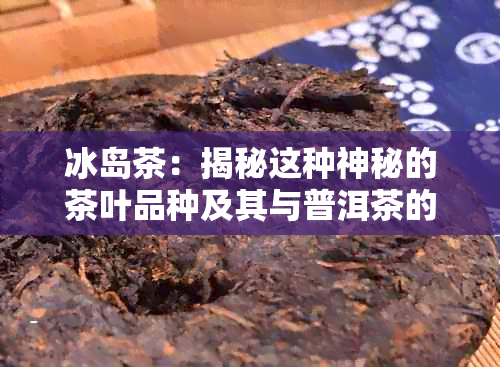 冰岛茶：揭秘这种神秘的茶叶品种及其与普洱茶的关系